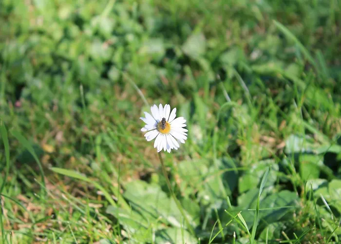 Yellow Dreamhouse 3*