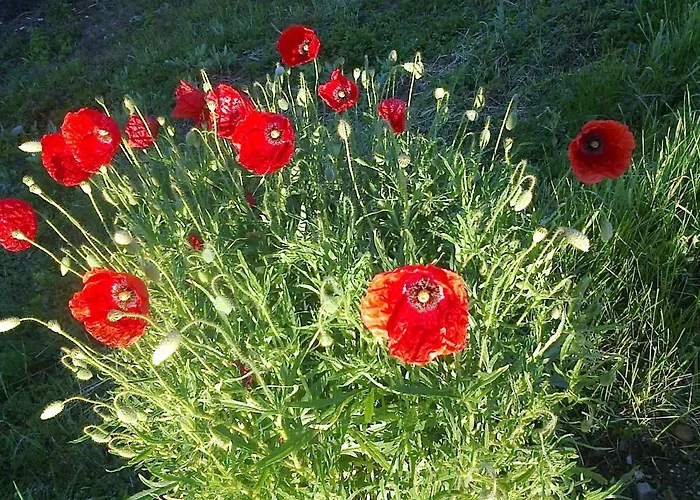 Yellow Dreamhouse Postumia